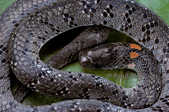 Pareas margaritophorus