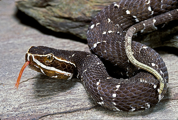 Agkistrodon bilineatus (crotale)