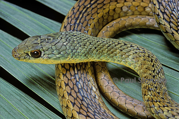 Psammophis sibilans