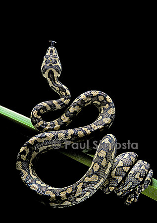 Morelia spilota variegata (python tapis)