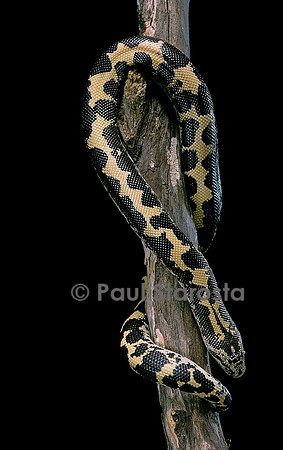 Eryx colubrinus loveridgei