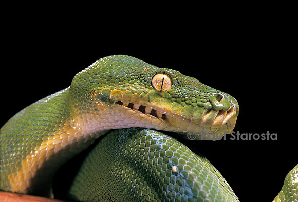 Morelia viridis (python vert)