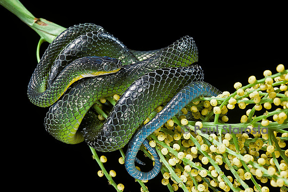 Dipsadoboa unicolor