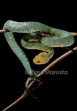 Atheris chloroechis (vipère arboricole)