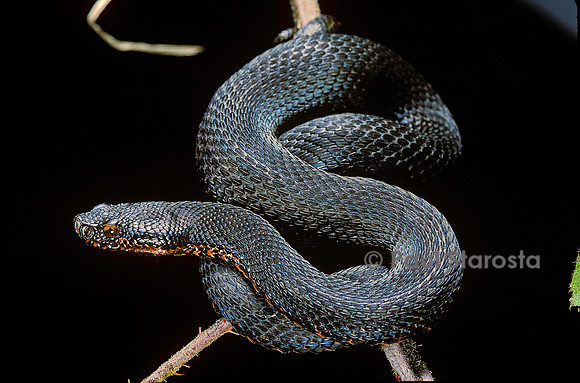 Vipera aspis f. mélanique (vipère aspic)