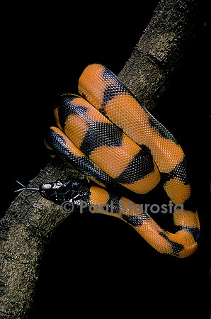 Bothrochilus boa