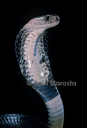 Naja siamensis (cobra cracheur d'Indochine)