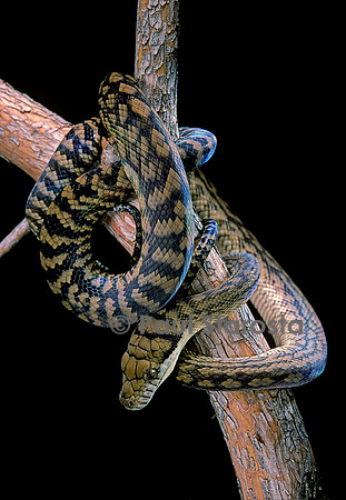 Morelia amethistina