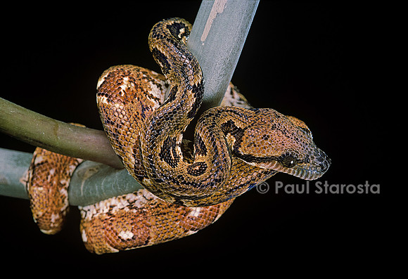 Sanzinia madagascariensis