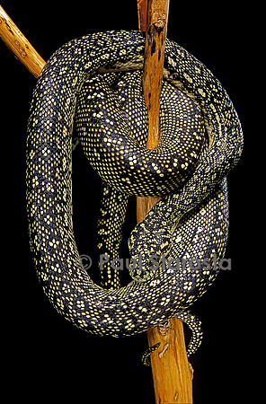 Morelia spilota (python tapis)