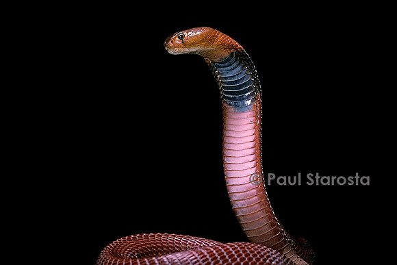 Naja pallida (cobra cracheur)