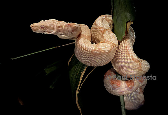 Boa constrictor f. albinos