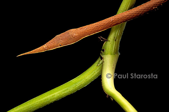 Langaha madagascariensis - mâle
