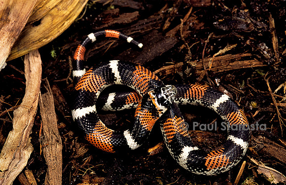 Lystrophis semicinctus