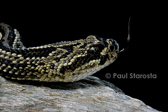 Crotalus durissus terrificus (crotale)