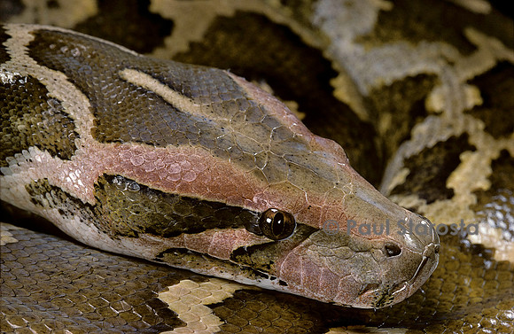 Python molurus molurus (python molure indien)