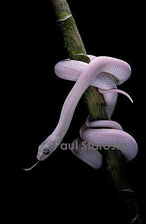 Pantherophis obsoletus f. leucistic