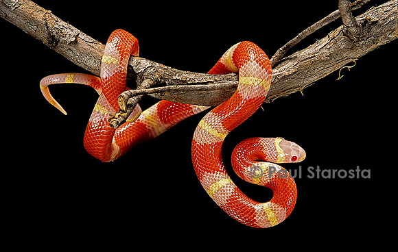 Lampropeltis triangulum nelsoni f. albinos