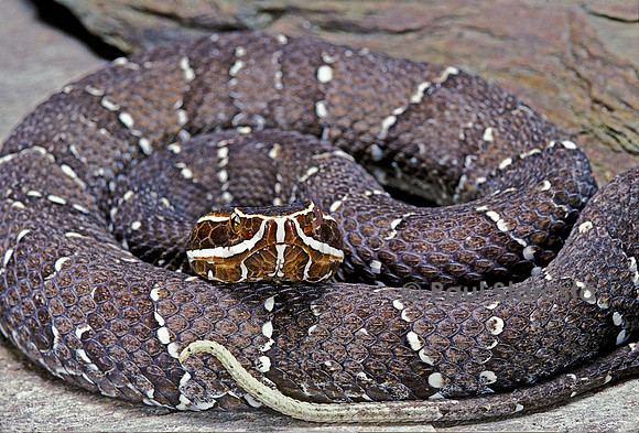 Agkistrodon bilineatus (crotale)