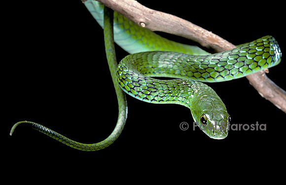Philothamnus angolensis