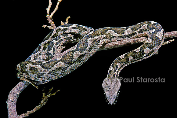 Daboia lebetina mauritanica