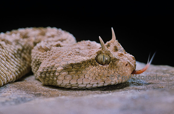 Cerastes cerastes (vipère à cornes)