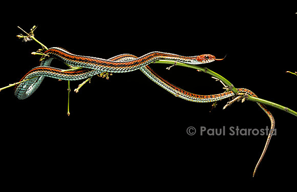 Thamnophis sirtalis (serpent jarretière)