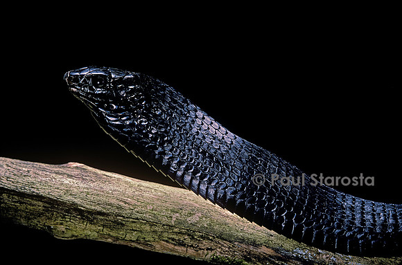 Thrasops jacksonii