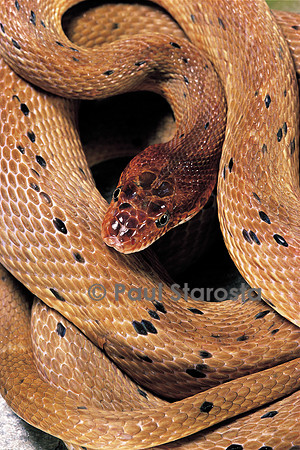 Spalerosophis diadema attriceps