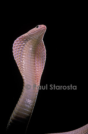 Naja kaouthia (cobra à monocle)