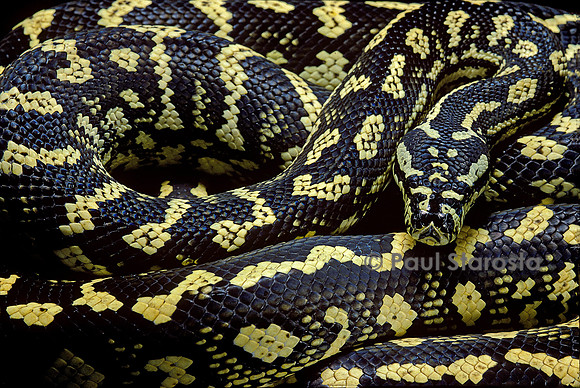 Morelia spilota cheynei (python tapis)