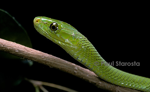 Dendroaspis angusticeps (mamba vert)