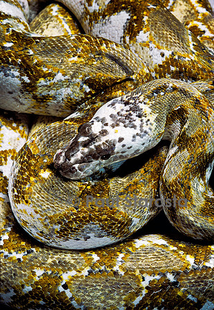 Python reticulatus f. calico (python réticulé)
