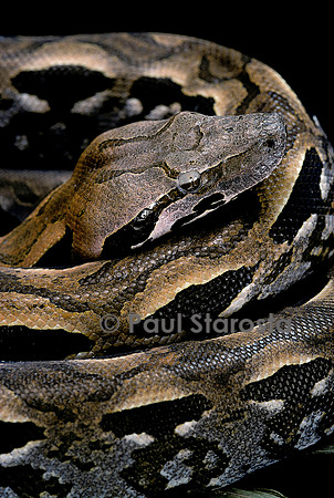 Acrantophis madagascarensis