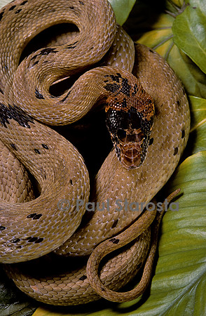 Spalerosophis diadema attriceps