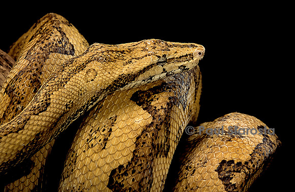 Candoia carinata paulsoni
