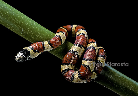 Lampropeltis mexicana