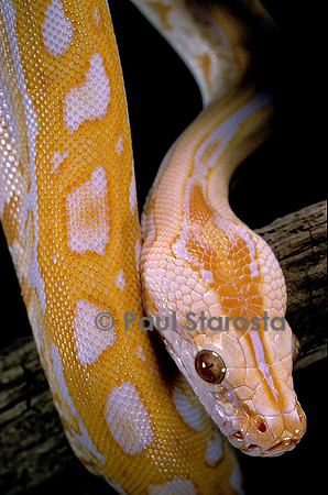 Python molurus bivittatus f. labyrinthe albinos
