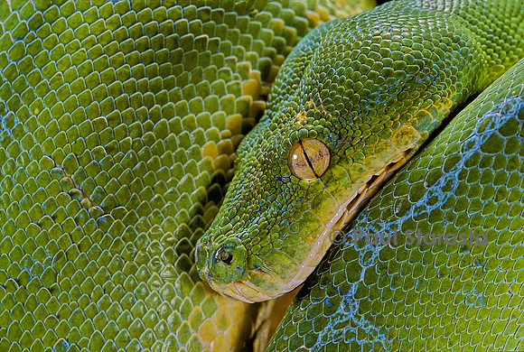 Morelia viridis (python vert)