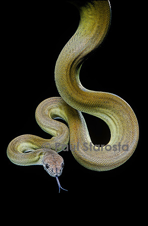 Apodora papuana (python papou)
