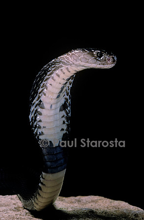 Naja siamensis (cobra cracheur d'Indochine)