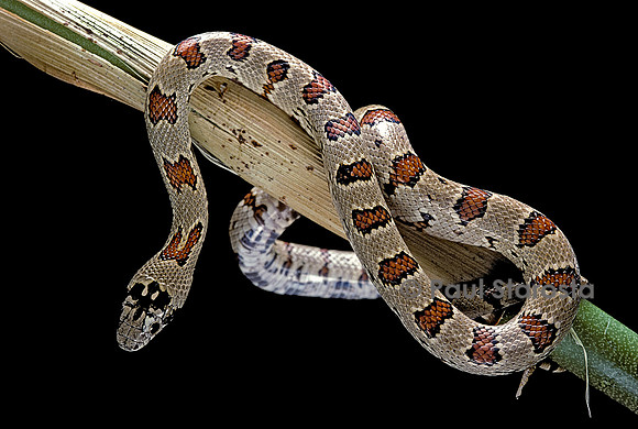 Lampropeltis mexicana