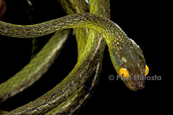 Dipsadoboa duchesnii