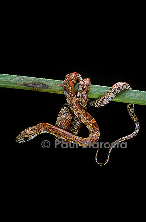 Elaphe guttata guttata (serpent des blés)
