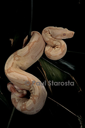 Boa constrictor f. albinos