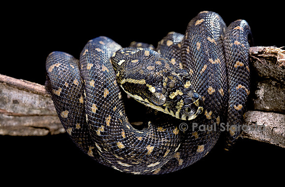 Morelia spilota spilota (python diamant)