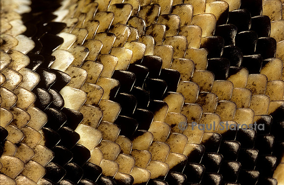 Python regius (python royal) - écailles