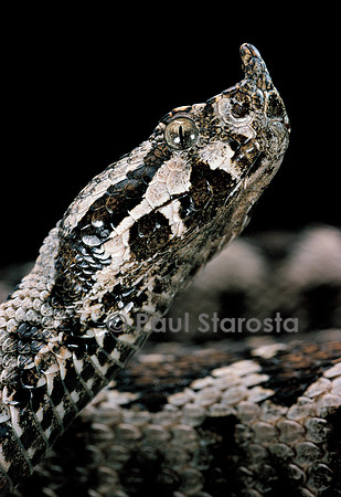 Vipera ammodytes (vipère ammodyte)