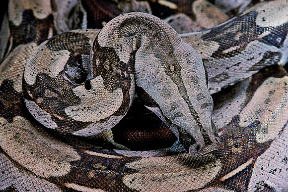 Boa constrictor constrictor (boa constrictor)
