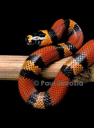 Lampropeltis triangulum hondurensis